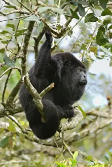 Thomas Marent Photography Drucke: Guatemalan Howler Monkey Belize