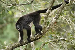 Belize Wildlife Photos Drucke: Guatemalan Howler Monkey, calling Belize