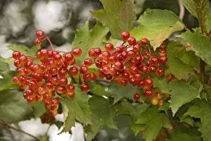 Viburnum Opulus Drucke: Guelder rose, in fruit
