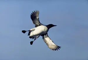 In Flight Birds Drucke: Guillemot In flight
