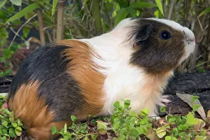 Small Mammal Images Drucke: Guinea Pig