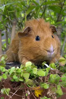 Personal Use Only Prints Available Drucke: Guinea Pig