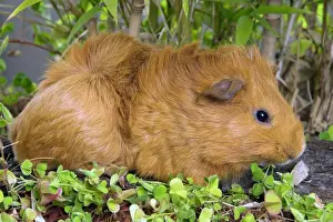 Wildlife Artwork For Sale Drucke: Guinea Pig
