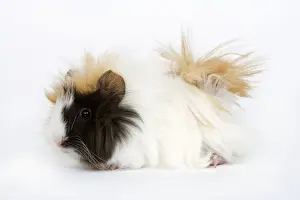 Jean Michel Labat Prints Drucke: Guinea Pig