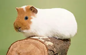 Johan De Meester Artwork Drucke: Guinea Pig