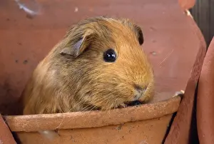 Unique Pet Photography Prints Drucke: Guinea Pig