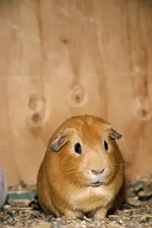 Small Mammal Pictures Drucke: Guinea Pig