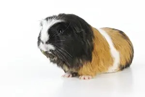 Rodents For Sale Drucke: Guinea pig