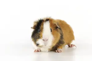 Rodent Pets Drucke: Guinea pig