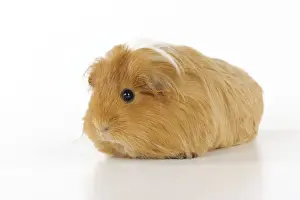 Rodent Pets Drucke: Guinea pig