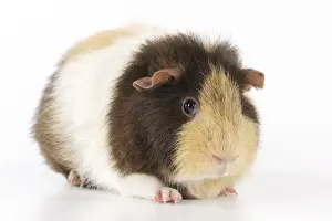 Rodent Pets Drucke: Guinea pig