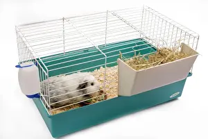 Domestic Mammal Pets Drucke: Guinea Pig - in cage in studio