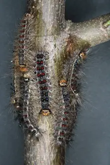 Nature Photography Prints Online Drucke: Gypsy Moth - Larvae