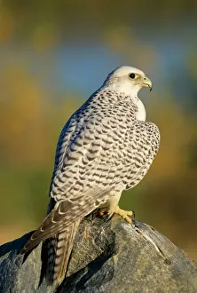 GyrFalcon