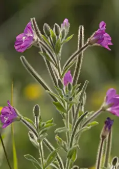 United Kingdom Flora Drucke: Hairy Willow-Herb