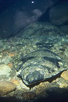 Edible Fish Drucke: Halibut