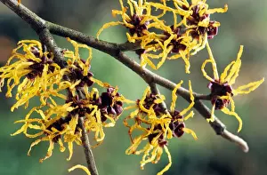 Plant Photography Drucke: Hamamelis