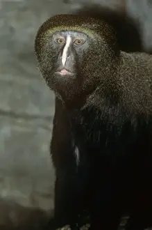 Wildlife Artwork For Sale Drucke: Hamlyn's Guenon / Owl-faced Monkey