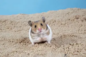 Hamster - Graben im Sand