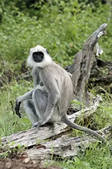 Pat Morris Wildlife Photography Drucke: Hanuman / Common Langur
