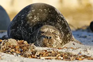 Marine Mammal Pictures Drucke: Harbor Seal
