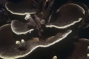 Cnidarian Wildlife Photos Drucke: Hard Coral