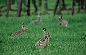 Johan De Meester Art Drucke: Four Hares in a meadow