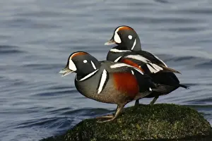 Drucke von JZ-2257 Harlequin-Duck (USA) Histrionischer Gans Jim Zipp Beachten Sie, dass die Drucker für persönliche Anzeigezwecke gedacht sind und nicht reproduziert werden dürfen Harlekinente Drucke: Weißrücken-Schmetterlingsente