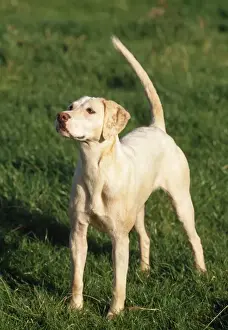 Unique Pet Gifts Online Drucke: Harrier Dog