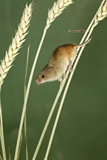 Micromys Minutus Habitat Drucke: Harvest Mouse - climbing using prehensile tail