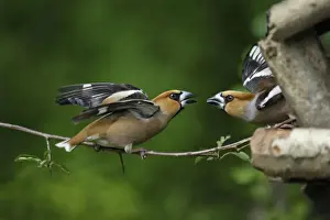 Lower Saxony Bird Species Drucke: Hawfinch - pair fighting at bird table, Lower Saxony, Germany