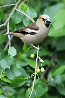 Drucke von USH-4131 Hawschnabel - im Kirschbaum sitzend Niedersachsen Deutschland Coccothraustes coccothraustes Duncan Usher Bitte beachten Sie Kernbeißer Drucke: Häufling - gesetzt im Kirschbaum, Niedersachsen, Deutschland
