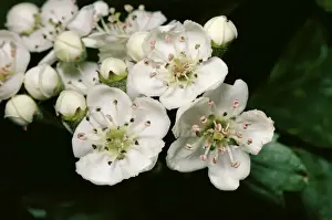 Crataegus Monogyna Images Drucke: Hawthorn