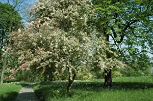 Hawthorn Tree Drucke: Hawthorn Tree