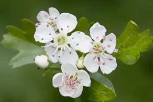 Hawthorn Tree Drucke: Hawthorn Tree - flower