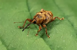 UK Wildlife Insects Drucke: Hazel nut Weevil UK