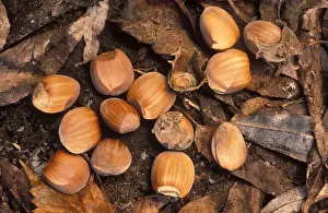 Seed Dispersal Methods Drucke: Hazel Nuts