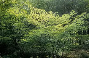 European Woodland Plants Drucke: Hazel Tree