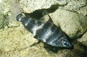 Freshwater Aquatic Animals Drucke: Headstander Fish
