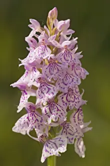 Heath Spotted Orchid Drucke: Heath Spotted-Orchid