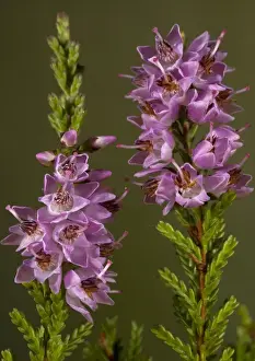 Calluna Vulgaris Images Drucke: Heather