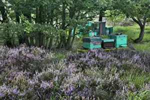 Apiculture Practices Drucke: Heather - with Apiculture shown in background