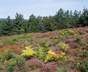 Scots Pine Landscape Drucke: Heather & Scots Pine - UK