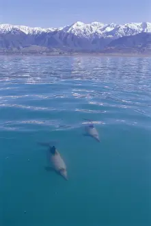 Kaikoura New Zealand Drucke: Hectors Dolphin