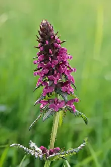 Garden Wildlife Photos Drucke: Hedge Woundwort