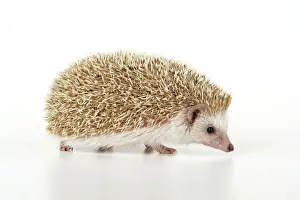 Drucke von JD-20233 Igel - blonde Erinaceus europaeus John Daniels Bitte beachten Sie, dass Drucke nur zum persönlichen Anzeigen und nicht in irgendeiner Weise vervielfältigt werden dürfen Igel Drucke: Igelblond