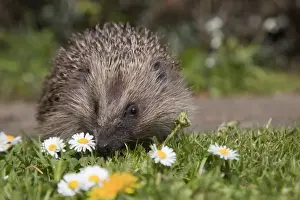Insectivore Mammals UK Drucke: Hedgehog - Cornwall - UK