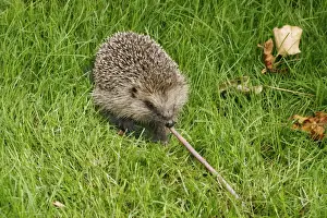 Brian Bevan Photography Drucke: Hedgehog Pulling worm
