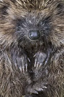 Vulnerable Wildlife Species Drucke: Hedgehog - rolled up