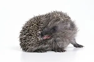 John Daniels Wildlife Art Drucke: Hedgehog - self-anointing itself